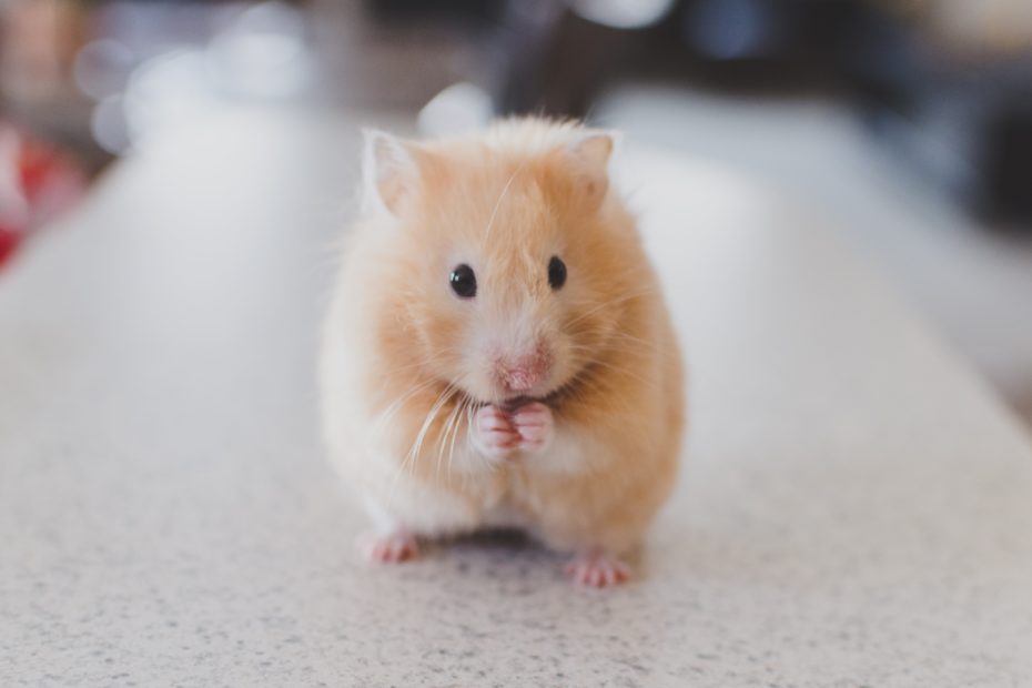 Does your career feel like a hamster wheel?