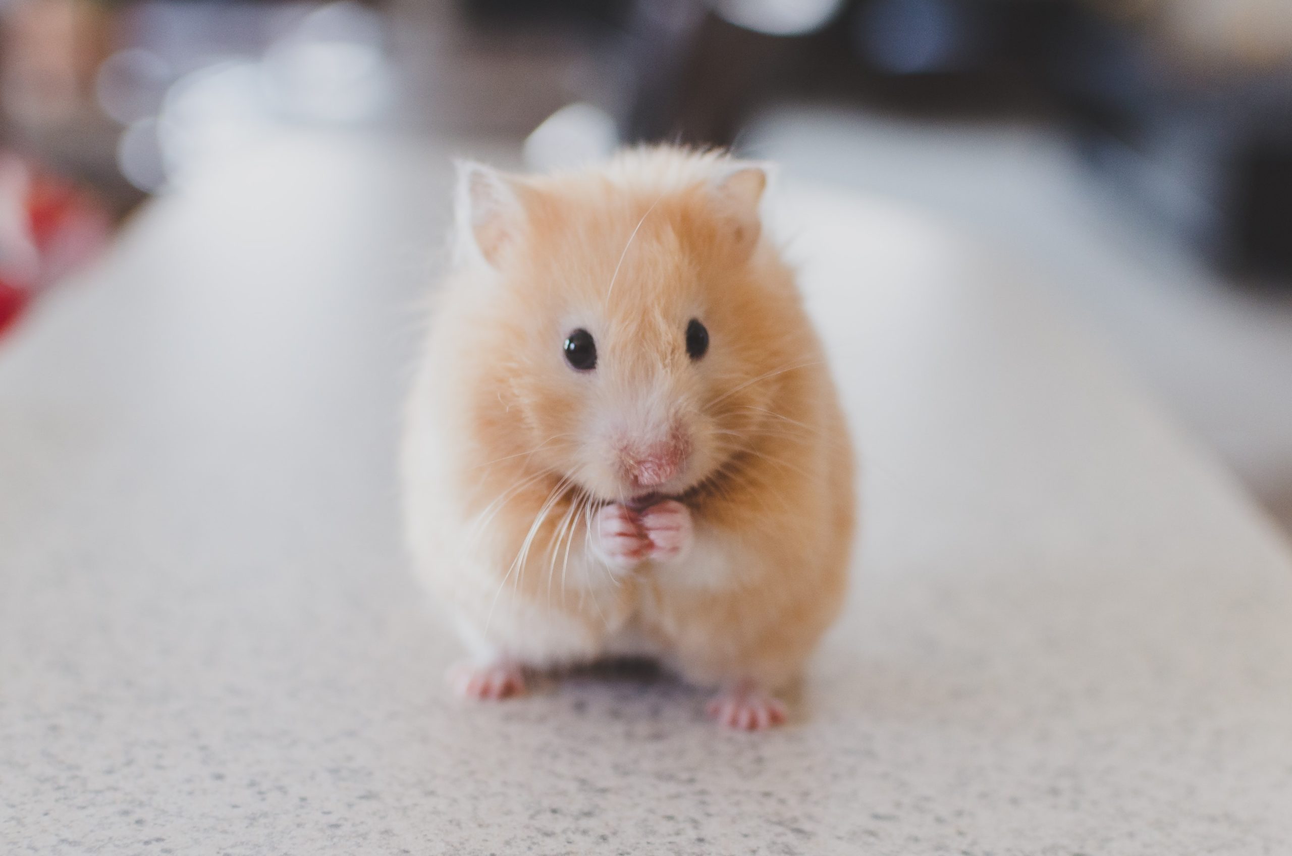 Does your career feel like a hamster wheel?